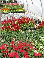 Flowers, hanging plants, potted plants, begonias, petunias, geraniums 