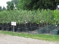 Fruit Trees, apple trees, cherry trees, peach trees, plum trees, pear trees