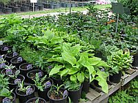 Vegetable plants, tomatoes, peppers, cabbage cucumbers and many other plants